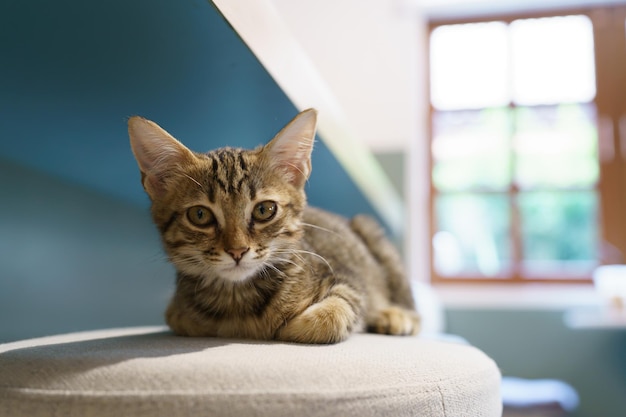 Un petit chaton brun et tabby est un animal mignon dans la maison.