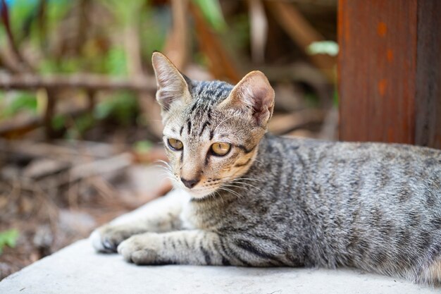 Petit chaton de chat tigré brun se reposant sur le sol