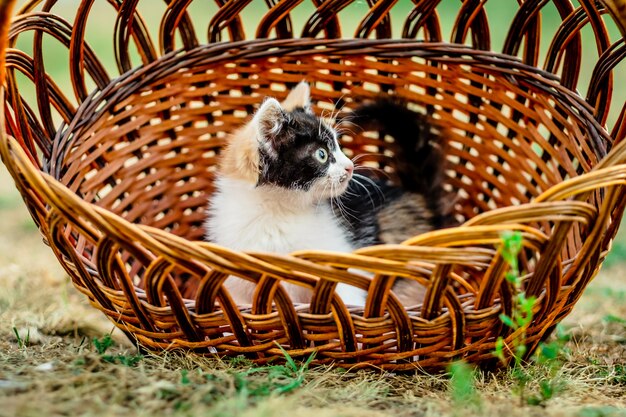 Petit chaton couché dans un panier