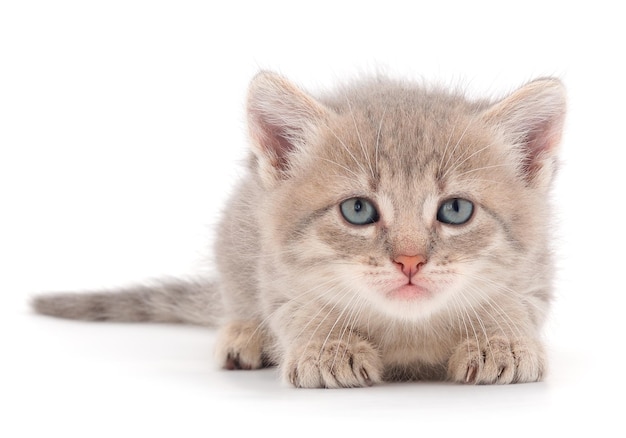 Petit chaton couché gris