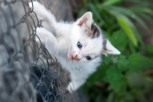 Un petit chaton courageux grimpe le treillis métallique de la clôture