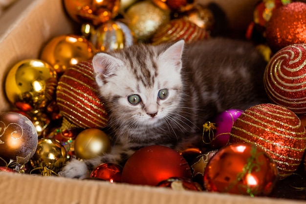 Petit chaton dans une boîte