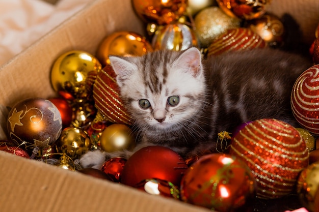 Petit chaton dans une boîte