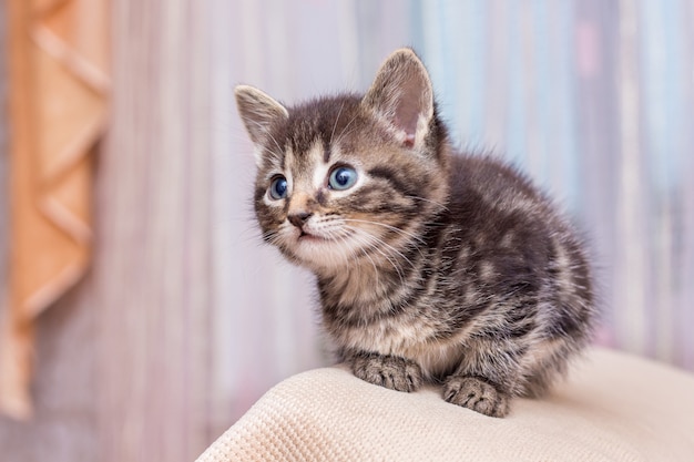 Le petit chaton dans la chambre lève les yeux