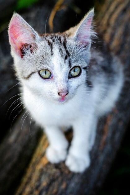 Petit chaton dans la cour au soleil