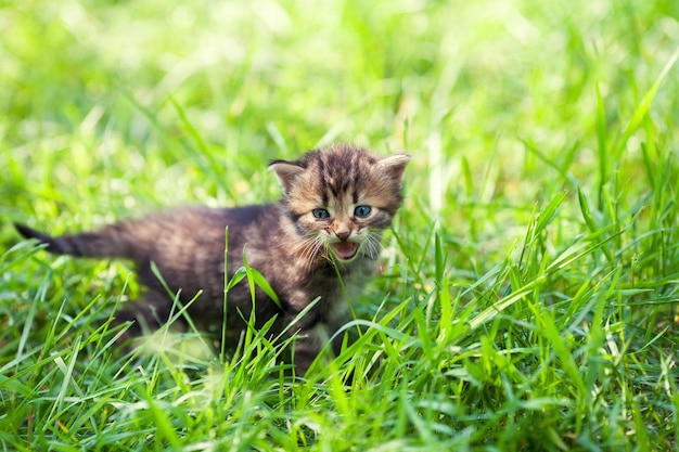 Un petit chaton dans l'herbe verte