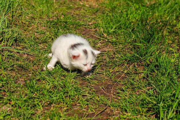 Petit chaton dans l'herbe verte