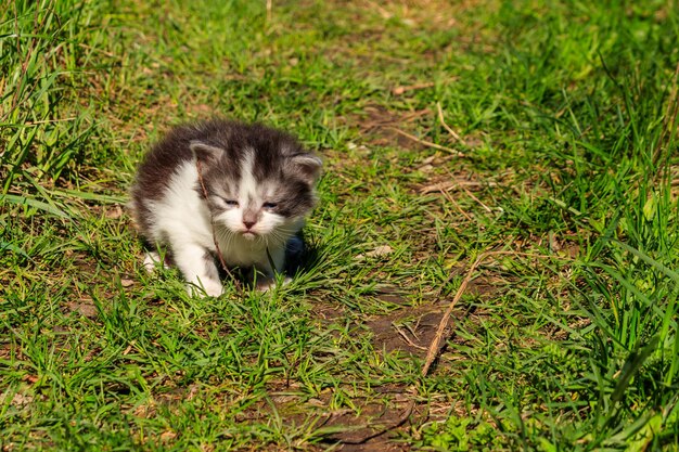 Petit chaton dans l'herbe verte