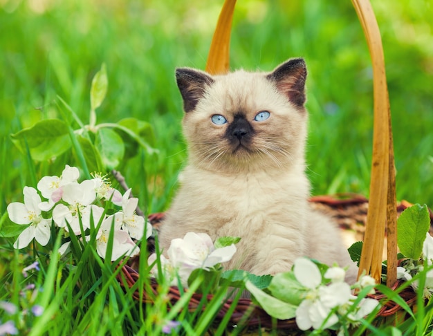 Petit chaton dans un panier sur l'herbe avec des fleurs