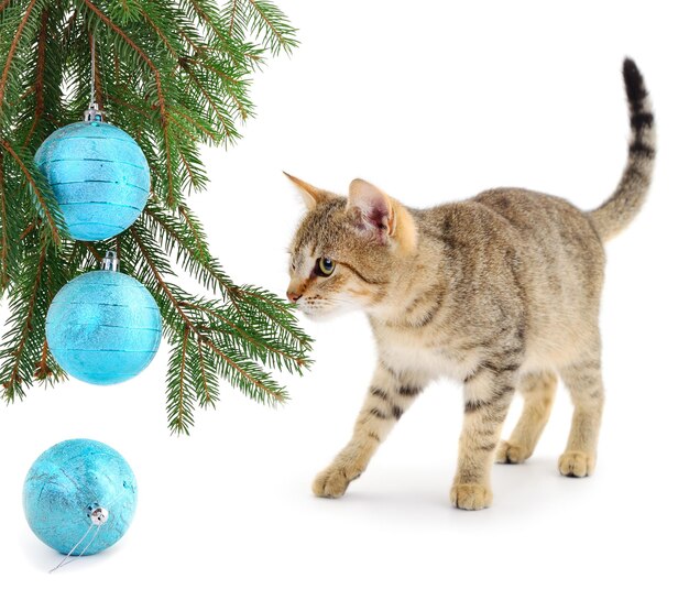 Petit chaton avec des décorations de Noël