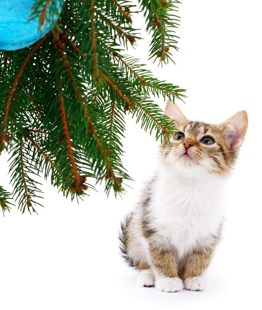 Petit chaton avec des décorations de Noël