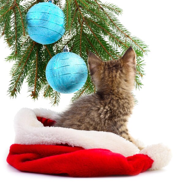 Petit chaton avec des décorations de Noël