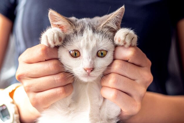 Petit chaton drôle blanc dans les mains d'une fille