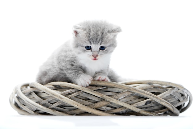 Petit chaton drôle gris moelleux étant curieux assis dans une couronne blanche avec d&#39;autres adorables