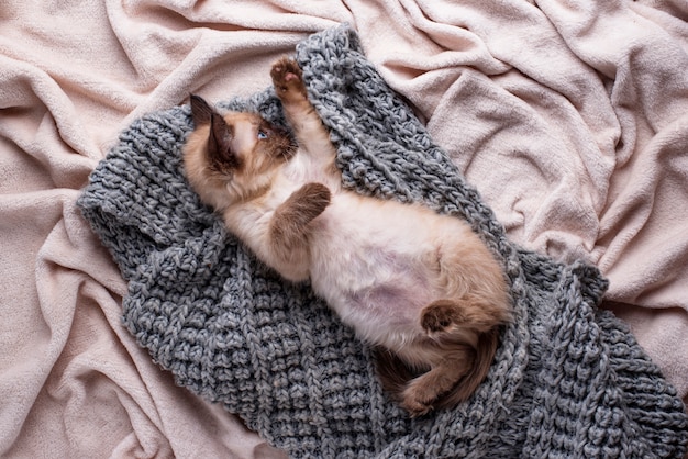 Petit chaton drôle sur plaid tricoté