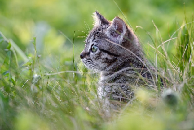 Un petit chaton avec du charme sur le fond d'une pelouse verte