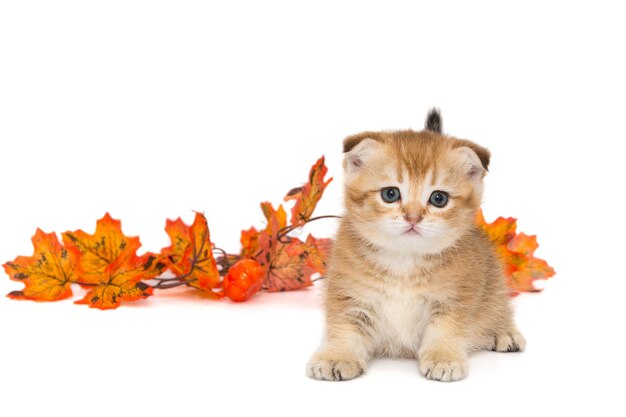 Petit chaton écossais sur le fond des feuilles d'automne