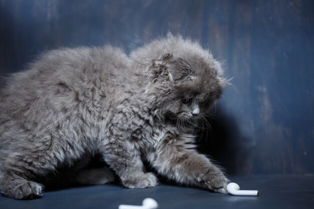 Le petit chaton écossais gris joue avec des écouteurs blancs sans fil