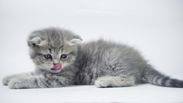 Petit chaton écossais de pli gris drôle jouant sur un fond blanc.