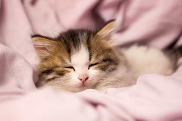 Un petit chaton endormi dans son lit, gros plan. Beau chat moelleux en linge de lit doux