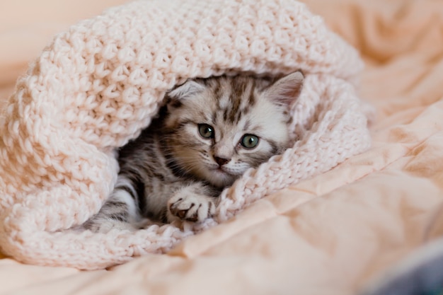 Petit chaton enveloppé dans une écharpe en tricot beige. Boutique de produits pour chats.