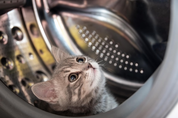 Un petit chaton espiègle caché dans la machine à laver Un chaton britannique gris rayé se trouve dans le tambour d'une machine à laver Drôle d'animal de compagnie Concept de sécurité pour animaux de compagnie