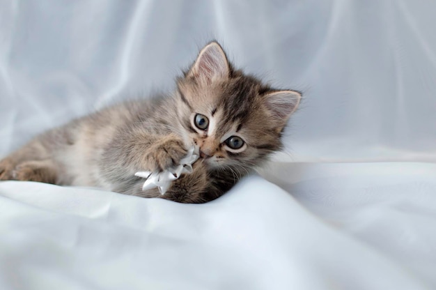 Un petit chaton espiègle à rayures joue sur le sol de la maison. Je regarde dans la caméra. Chaton mignon gris aux cheveux longs drôle avec de beaux yeux bleus. Animaux de compagnie et concept d'image.