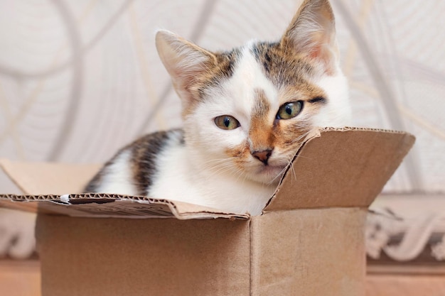 Un petit chaton est assis dans une boîte en carton et regarde prudemment hors de la boîte