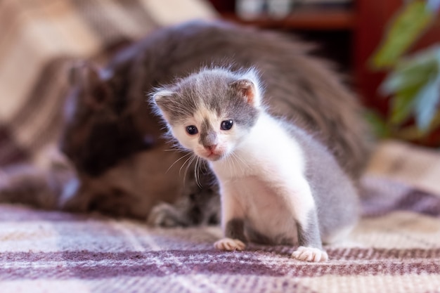 Un petit chaton est assis dans une pièce à côté de sa mère chat