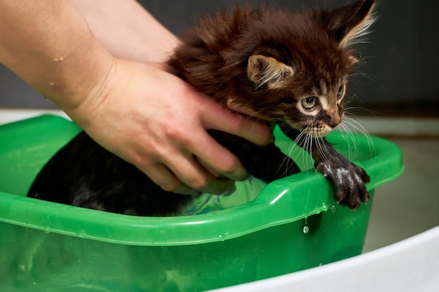 Le petit chaton est lavé dans un bassin. Les mains tiennent un doux chaton.