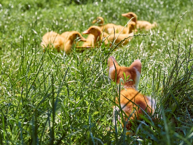 Petit chaton gingembre chasse les canetons dans l'herbe