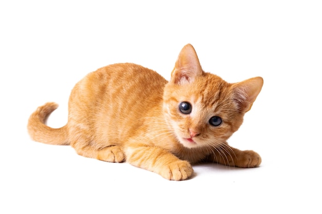 Petit chaton gingembre isolé sur fond blanc