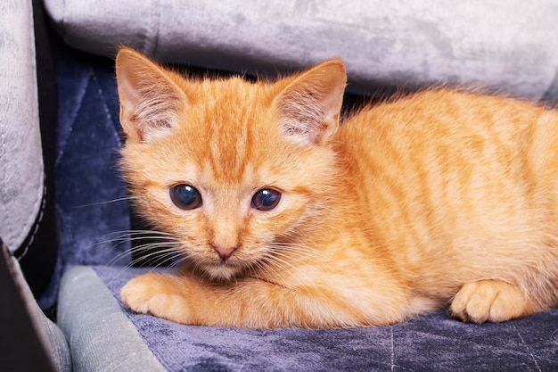 Le petit chaton de gingembre se trouve sur une chaise