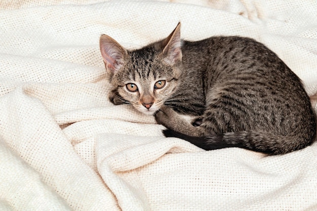 Le petit chaton gris a l'air effrayé Animaux Chats