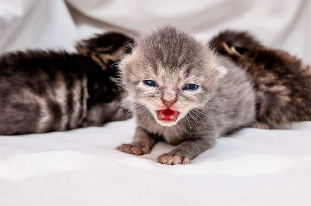 Petit chaton gris appelle sa maman