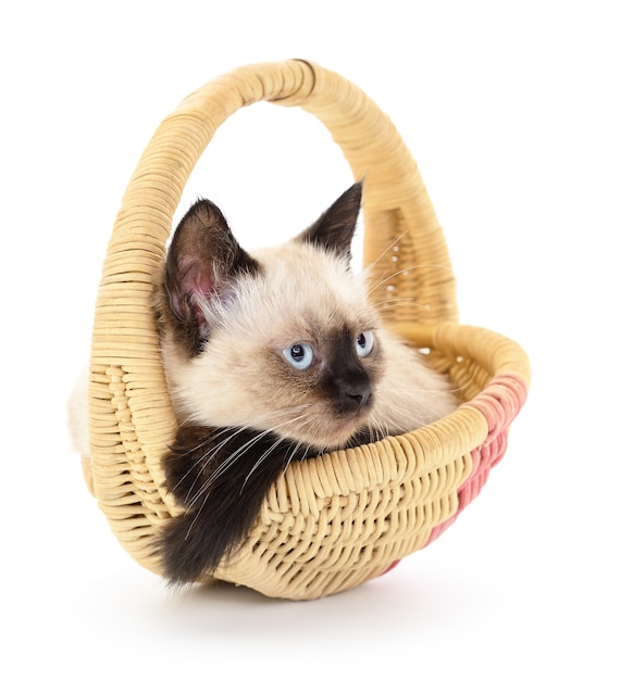 Un petit chaton gris assis dans un panier