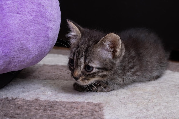 Petit chaton gris aux yeux douloureux gros plan