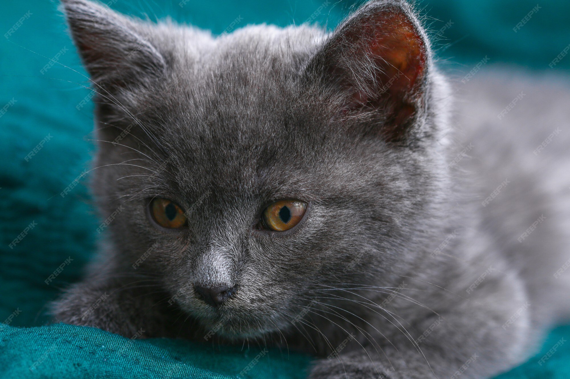 Petit Chaton Gris Aux Yeux Jaunes Poil Long Mignon Un Chat Photo Premium