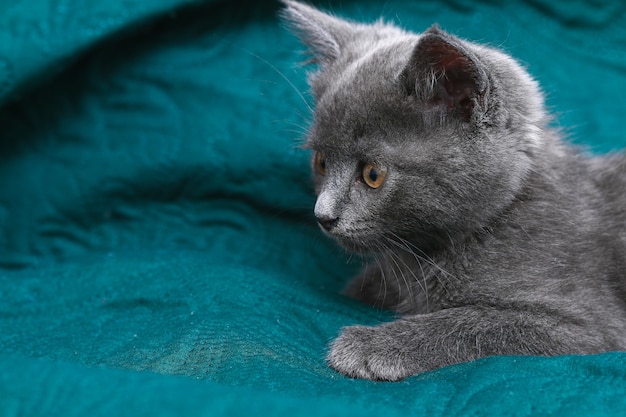 Petit chaton gris aux yeux jaunes poil long mignon un chat