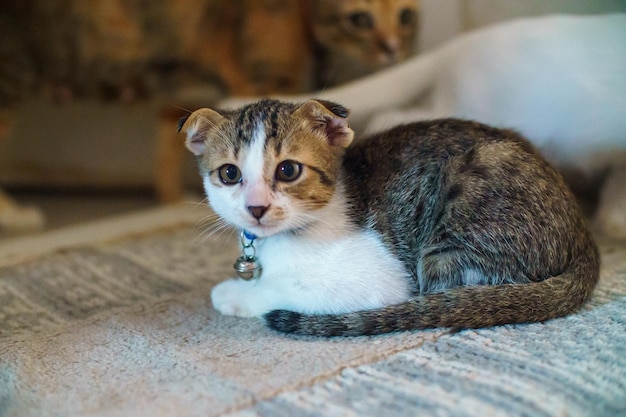 Petit chaton gris et blanc accroupi sur le sol de l'abri regardant avec des yeux curieux