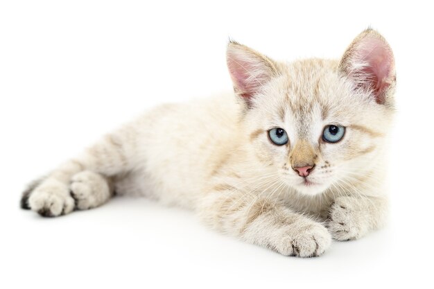 Petit chaton gris sur blanc