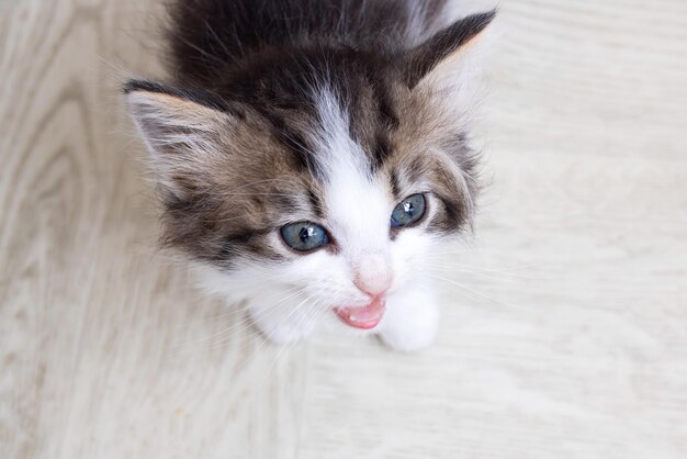 Petit chaton gris drôle miaule gros plan portrait