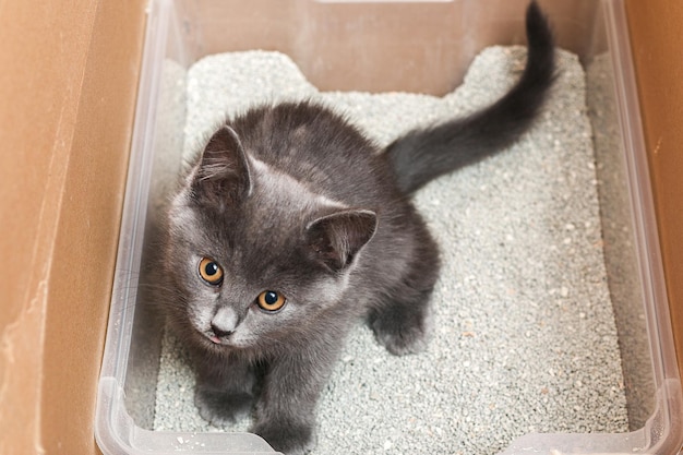 Le petit chaton gris est assis dans des toilettes à plateau avec de la litière agglomérante pour chat