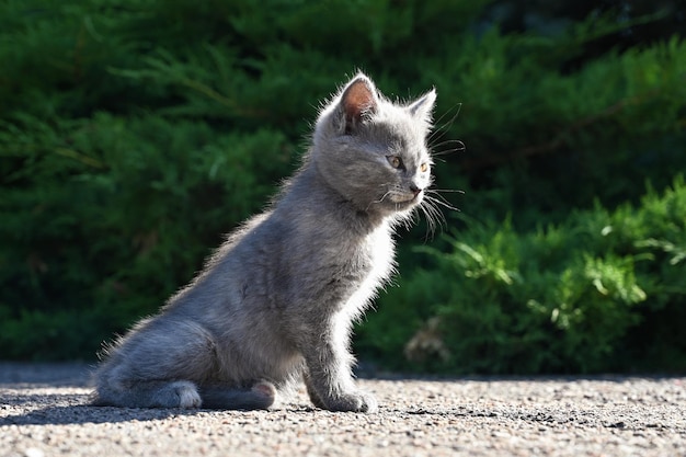 un petit chaton gris est assis et se prélasse dans la cour au soleil