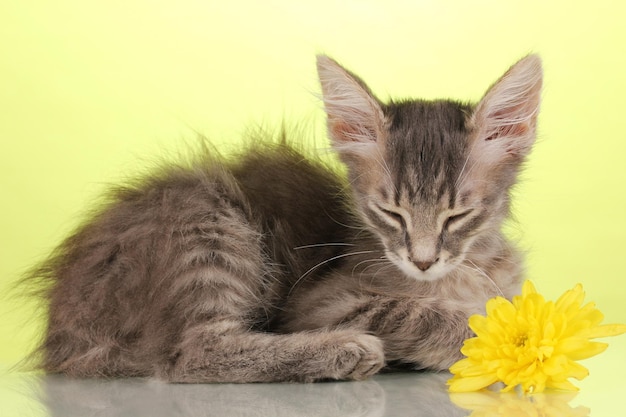 Petit chaton gris sur fond vert