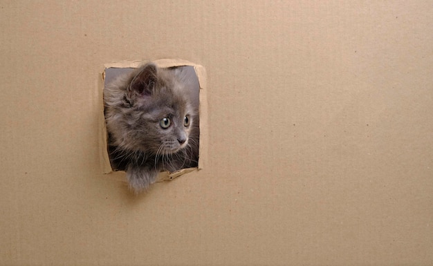 Un petit chaton gris a frappé son museau dans une fenêtre en carton.