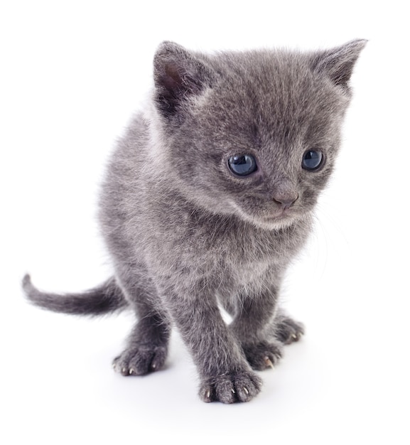 Petit chaton gris isolé sur blanc