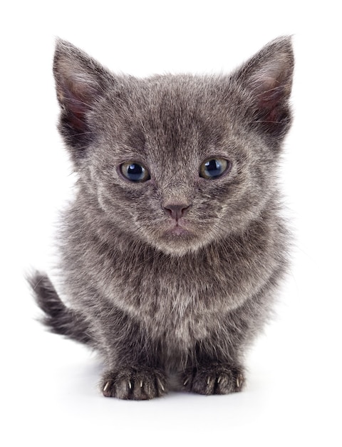 Petit chaton gris isolé sur blanc