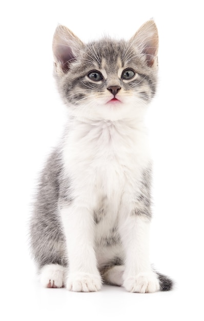 Petit chaton gris isolé sur fond blanc.