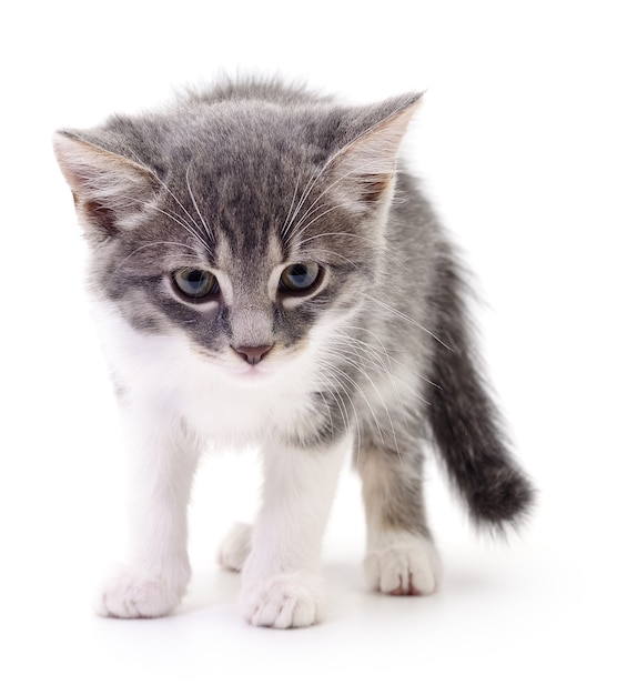 Petit chaton gris isolé sur fond blanc.